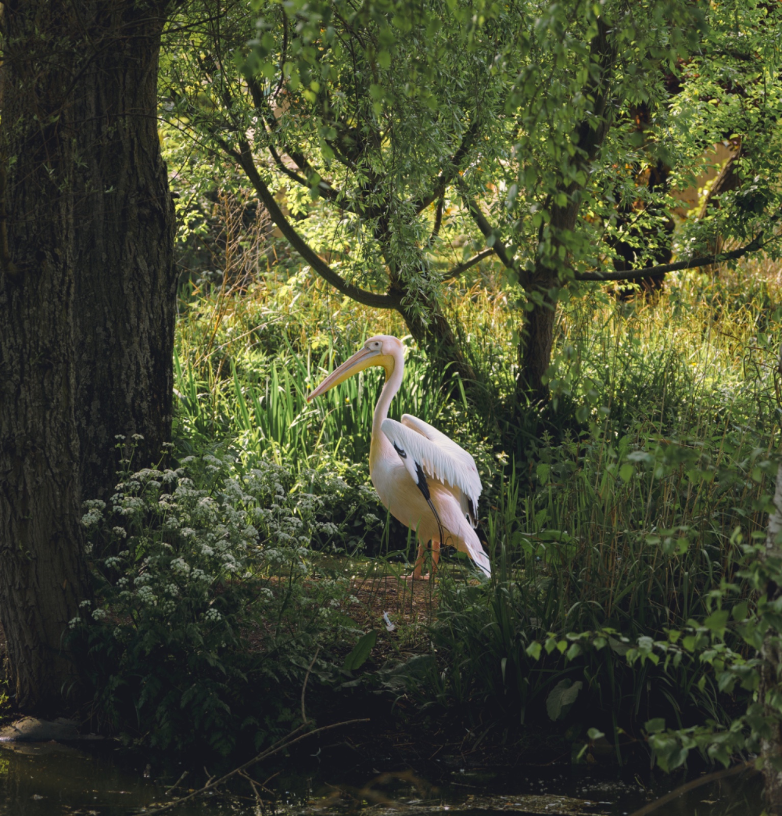 A Pelican Standing Lonely